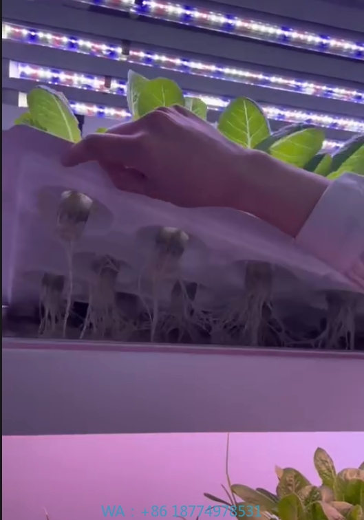 Agriculture Farming System - 温室農業機器、きのこ、野菜、果物の栽培、垂直農場、水耕栽培タワーシステム、屋内栽培棚