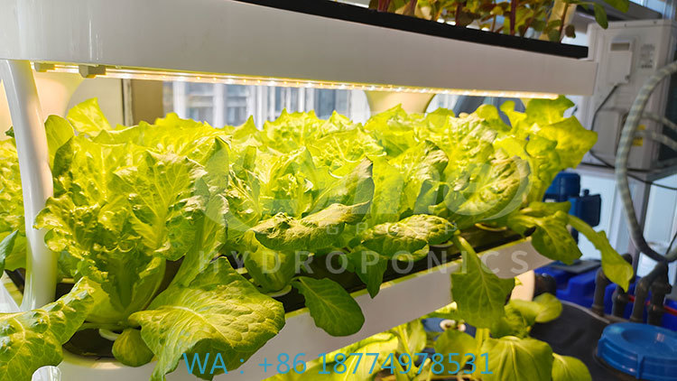 Agriculture Farming System - 野菜、レタス、イチゴを栽培するための農業機械、垂直栽培システム、水耕栽培