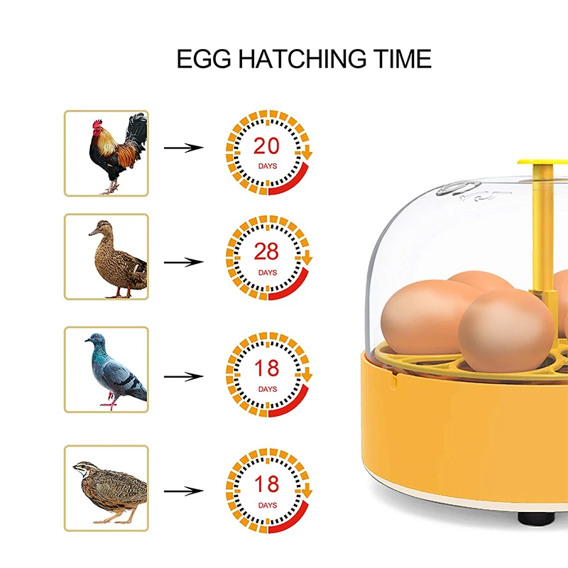 鶏・アヒル・ガチョウ用孵卵器 6卵 自動転卵式 ミニ家庭用自 - Quail Egg Incubator のレビューと価格