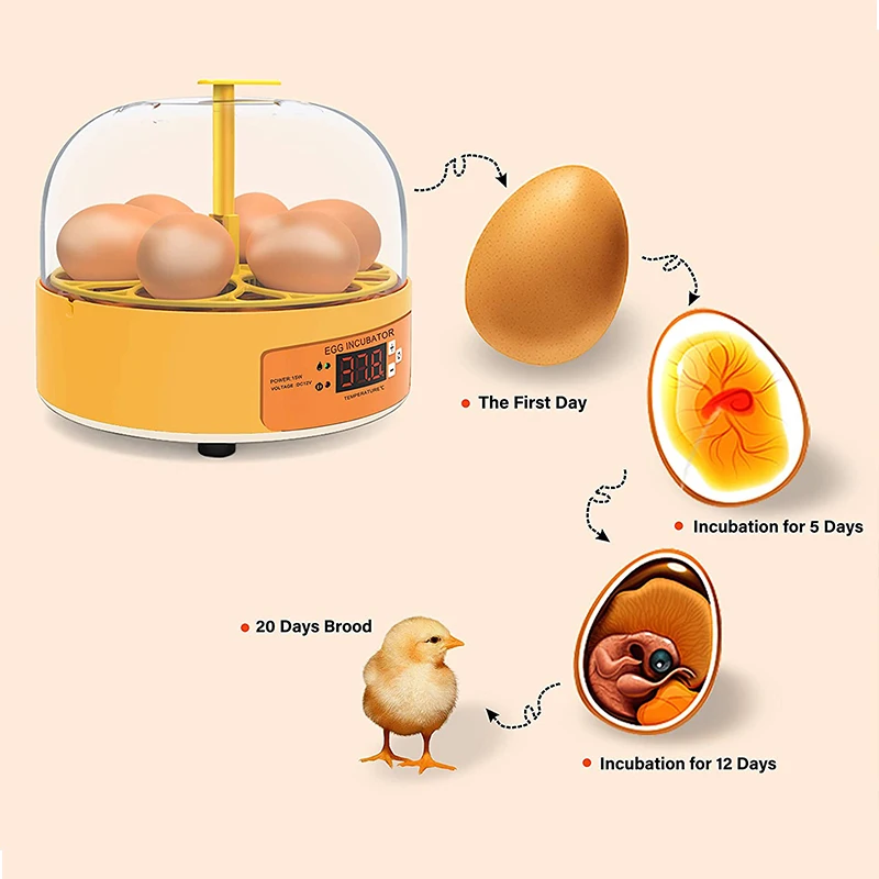 鶏・アヒル・ガチョウ用孵卵器 6卵 自動転卵式 ミニ家庭用自 - Quail Egg Incubator のレビューと価格