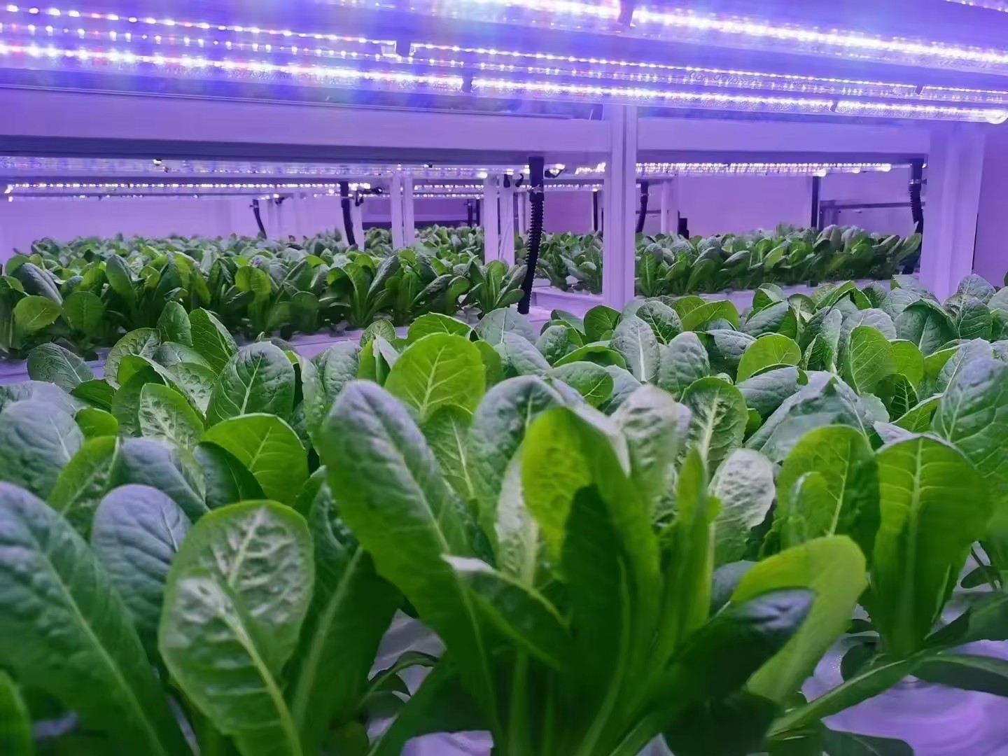 温室農業機器、きのこ、野菜、果物の栽培、垂直農場、水耕栽培タ - Agriculture Farming System のレビューと価格