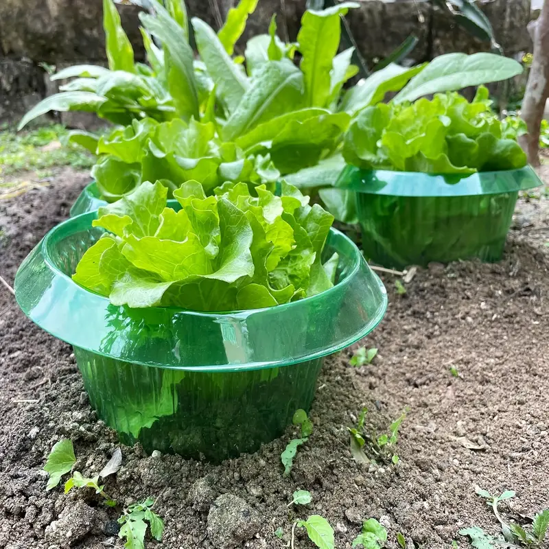 植物ナメクジ保護リング野菜カバー植物カタツムリ首輪ガードグリ - Vegetable Transplanter のレビューと価格